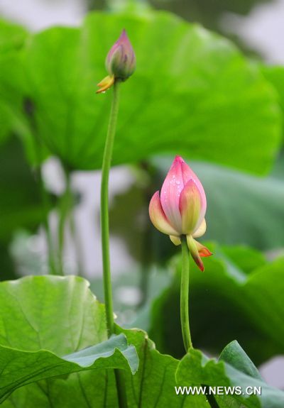 Photo taken on June 11, 2011 show the lotus flowers during a rainstorm in the West Lake of Hangzhou, capital of east China's Zhejiang Province. The local observatory of Hangzhou issued orange warning signal of rainstorm on Saturday and announced the start of a month-long rainy season since June 10. [Xinhua/Xu Yu] 