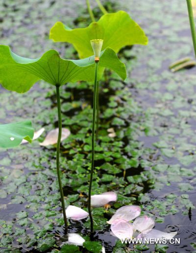 Photo taken on June 11, 2011 show the lotus flowers during a rainstorm in the West Lake of Hangzhou, capital of east China's Zhejiang Province. The local observatory of Hangzhou issued orange warning signal of rainstorm on Saturday and announced the start of a month-long rainy season since June 10. [Xinhua/Xu Yu] 