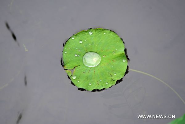 Photo taken on June 11, 2011 show the lotus leaf during a rainstorm in the West Lake of Hangzhou, capital of east China's Zhejiang Province. The local observatory of Hangzhou issued orange warning signal of rainstorm on Saturday and announced the start of a month-long rainy season since June 10. [Xinhua/Xu Yu]