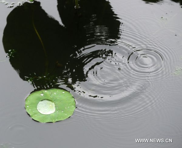 Photo taken on June 11, 2011 show the lotus leaf during a rainstorm in the West Lake of Hangzhou, capital of east China's Zhejiang Province. The local observatory of Hangzhou issued orange warning signal of rainstorm on Saturday and announced the start of a month-long rainy season since June 10. [Xinhua/Xu Yu] 