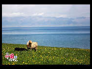 Sayram in Kazak means 'blessing'. Sayram Lake, also called 'Santai Haizi', with its crystal clear water reflecting the snow-capped mountains, is a gem studded among the unfolding Tianshan Mountains. The largest and highest alpine lake in Xinjiang, Sayram Lake nurtures various species of fish, livestock and birds, amongst other wild animals. It is said to be a once in a lifetime experience to take a stroll along the lakeside by foot or on horseback.