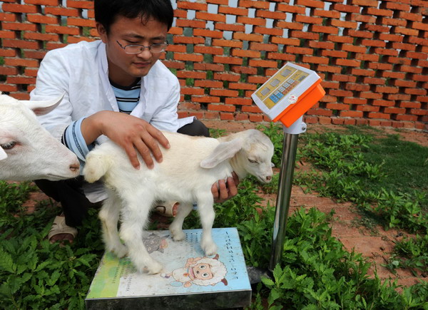 A worker weighs a one-month-old kid in Hefei, capital of central China&apos;s Anhui province, June 13, 2011. The lamb was born on May 12 to a genetically modified goat, cloned in Hefei last year, and weighs 4.3 kilograms. [Xinhua] 