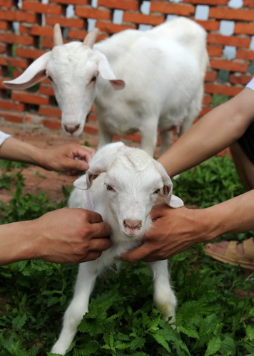  Workers measure the length of a kid born to a cloned goat in Hefei, capital of central China&apos;s Anhui province, June 13, 2011. [Xinhua]