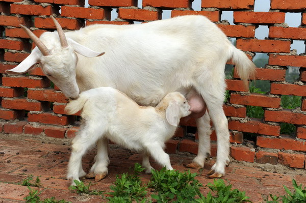 The cloned goat breastfeeds her offspring in Hefei, capital of Central China&apos;s Anhui province, June 13, 2011. [Xinhua]