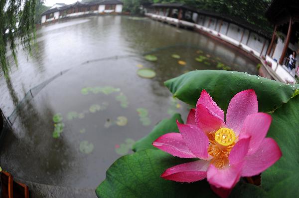 A lotus flower is seen in a shower in the West Lake in Hangzhou, capital of east China's Zhejiang Province, June 14, 2011. The West Lake has been decorated with above 500 pots of various lotus flowers since early June. [Xinhua/Xu Yu]