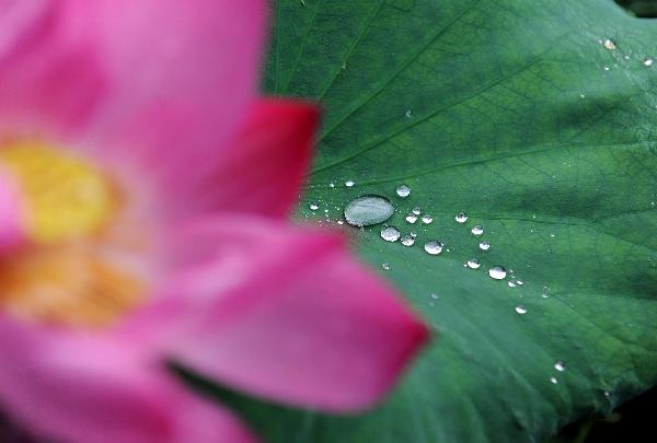 Rain drops pile up on a lotus leaf after a shower in the West Lake in Hangzhou, capital of east China's Zhejiang Province, June 14, 2011. The West Lake has been decorated with above 500 pots of various lotus flowers since early June. [Xinhua/Xu Yu] 