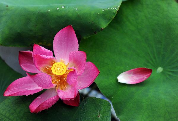 A lotus flower is seen in a shower in the West Lake in Hangzhou, capital of east China's Zhejiang Province, June 14, 2011. The West Lake has been decorated with above 500 pots of various lotus flowers since early June. [Xinhua/Xu Yu]