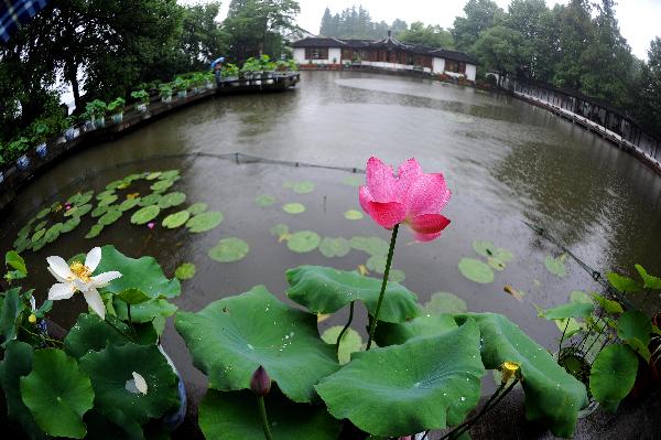 Lotus flowers are seen in a shower in the West Lake in Hangzhou, capital of east China's Zhejiang Province, June 14, 2011. The West Lake has been decorated with above 500 pots of various lotus flowers since early June. [Xinhua/Xu Yu]