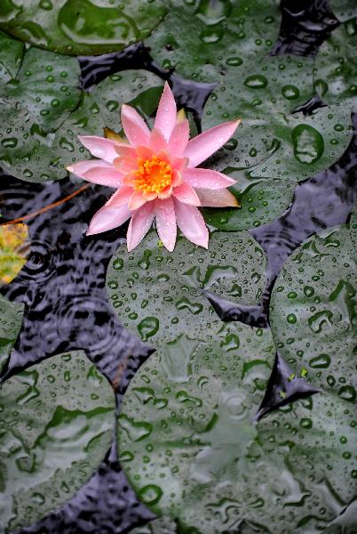 A lotus flower is seen in a shower in the West Lake in Hangzhou, capital of east China's Zhejiang Province, June 14, 2011. The West Lake has been decorated with above 500 pots of various lotus flowers since early June. [Xinhua/Xu Yu] 