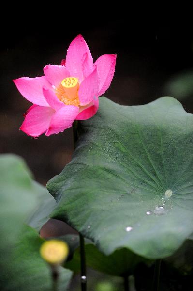 A lotus flower is seen in a shower in the West Lake in Hangzhou, capital of east China's Zhejiang Province, June 14, 2011. The West Lake has been decorated with above 500 pots of various lotus flowers since early June. [Xinhua/Xu Yu]