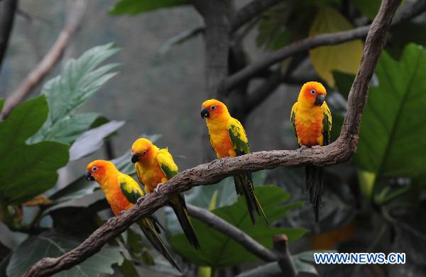 Photo taken on June 14, 2011 shows Sun Conures in the 'Rainforest', a theme zone in the Ocean Park in Hong Kong, south China. There are over 70 kinds of animals from tropical rain forests in the theme zone opened here on Tuesday. [Xinhua/Song Zhenping] 