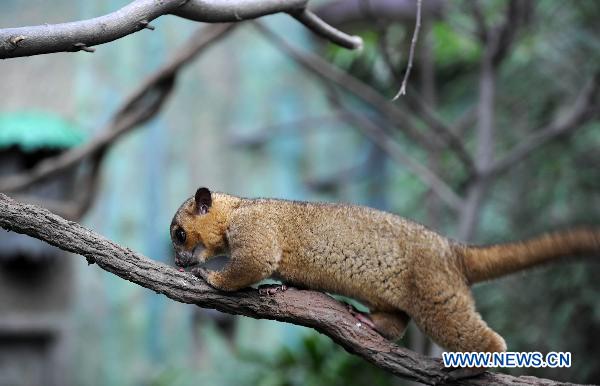 Photo taken on June 14, 2011 shows a Kinkajou in the 'Rainforest', a theme zone in the Ocean Park in Hong Kong, south China. There are over 70 kinds of animals from tropical rain forests in the theme zone opened here on Tuesday. [Xinhua/Song Zhenping]