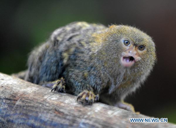 Photo taken on June 14, 2011 shows the world smallest monkey 'Pygmy Marmoset' in the 'Rainforest', a theme zone in the Ocean Park in Hong Kong, south China. There are over 70 kinds of animals from tropical rain forests in the theme zone kicked off here on Tuesday. [Xinhua/Song Zhenping] 