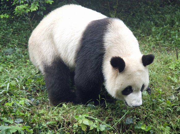 Travel blog from Sichuan - the home of pandas! [Image: Radio86]