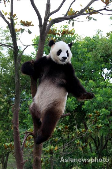 A panda climbs a tree at an ecological park for giant pandas in Xiuning county, East China’s Anhui province, June 13, 2011. [Photo/Asianewsphoto]