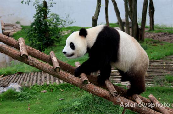 A panda plays after days of heavy rain at an ecological park for giant pandas in Xiuning county, East China's Anhui province, June 13, 2011. [Photo/Asianewsphoto] 