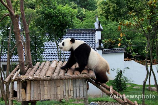 A panda plays after days of heavy rain at an ecological park for giant pandas in Xiuning county, East China’s Anhui province, June 13, 2011. [Photo/Asianewsphoto]