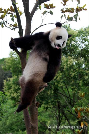A panda sticks his tongue out while climbing a tree at an ecological park in Xiuning, Anhui province, June 13, 2011. Heavy rains battered Xiuning from June 9 to June 11, causing floods in the region. The three pandas at the ecological park were well protected from the rain. [Photo/Asianewsphoto]