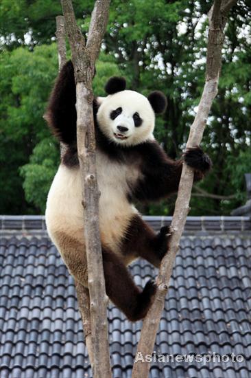 A panda balances in the fork of a tree at an ecological park in Xiuning, Anhui province, June 13, 2011. [Photo/Asianewsphoto]