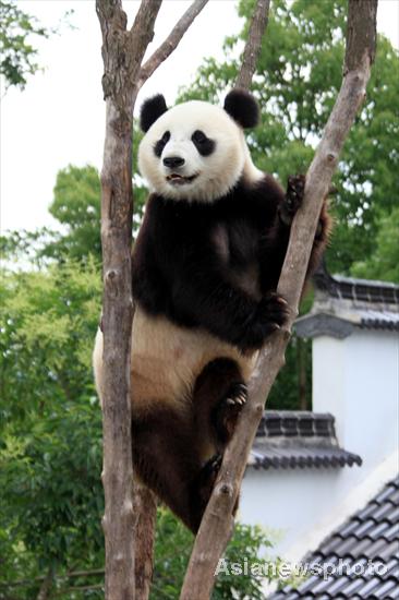 A panda balances in the fork of a tree at an ecological park in Xiuning, Anhui province, June 13, 2011. [Photo/Asianewsphoto]