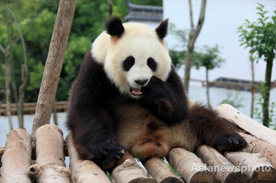 A panda plays after days of heavy rain at an ecological park for giant pandas in Xiuning county, East China's Anhui province, June 13, 2011. [Photo/Asianewsphoto] 