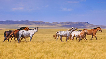 Amazing Xilingol Grassland, Inner Mongolia