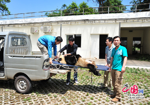 Song Ya, a 10-year-old female wild panda, is recuperating well two weeks after intestinal obstruction repair surgery.