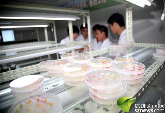 China established its first national gene bank in south China's city of Shenzhen on June 17, 2011 with the support of the Beijing Genomics Institute.