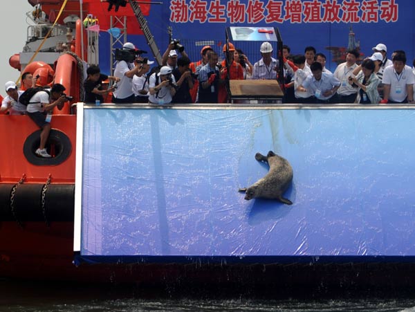 A harbor seal that was one of six released into the ocean off Lvshun, Dalian city in Liaoning province, slips into the water and the start of its new life, June 18, 2011. More than 20 million young fish and crabs were also released. The effort was part of a drive to increase biodiversity in the area. [Photo/Xinhua] 