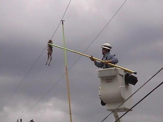The lineman removed the carcass of a deer from the power line.