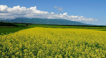 Amazing Yili River Valley in Xinjiang