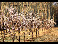 Photo shows the beautiful scenery of Nankai University in Tianjin, north China.[飞人gao/bbs.fengniao]