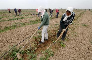 South Ningxia to plant organic medlar
