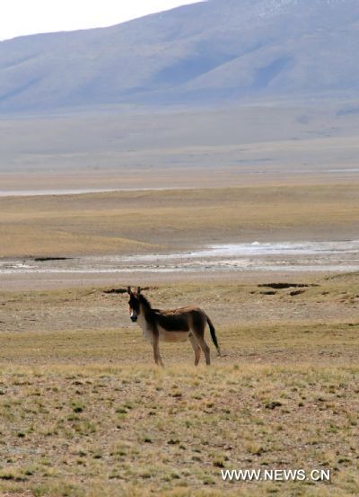 A wild Tibetan donkey is seen at the Qiangtang Wildlife Conservation Park in southwest China's Tibet Autonomous Region, June 14, 2011.