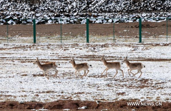 Four Tibetan antelopes gallop along the Qinghai-Tibet Railway in southwest China's Tibet Autonomous Region, June 13, 2011. 