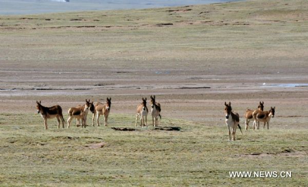 A herd of Tibetan donkeys are seen at the Qiangtang Wildlife Conservation Park in southwest China's Tibet Autonomous Region, June 14, 2011. 