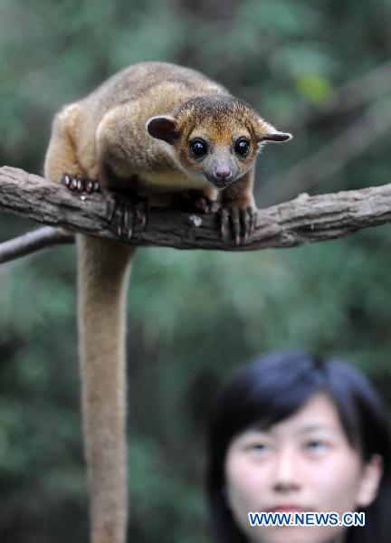 Photo taken on June 14, 2011 shows a Kinkajou in the 'Rainforest', a theme zone in the Ocean Park in Hong Kong, south China. There are over 70 kinds of animals from tropical rain forests in the theme zone opened here on Tuesday.[Photo/Xinhua] 