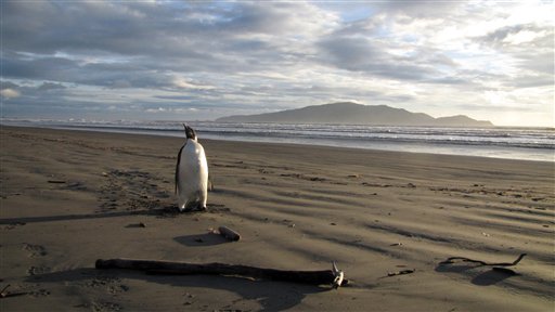 In this June 20, 2011 photo released by New Zealand's Department of Conservation, an Emperor penguin walks along Peka Peka Beach in New Zealand after it got lost while hunting for food. [AP]