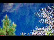 The northwestern Sichuan Plateau is noted for its picturesque natural beauty. One of its best scenic areas is Jiuzhaigou, or Jiuzhai Valley, located in the Aba Tibetan and Qiang Autonomous Prefecture. Eulogized as a world of magical fairytales, Jiuzhai Valley has for years enchanted tourists with its mountains and luxuriant forests, colorful lakes, gushing waterfalls and abundant wildlife.  [光阴dfn/bbs.fengniao]