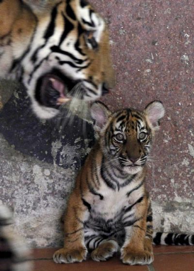 An Indochinese tiger cub sits next to its mother at the Hanoi Zoo An Indochinese tiger cub sits next to its mother, Mi, at the Hanoi Zoo June 22, 2011. Mi gave birth to four cubs in the morning of April 2, 2011, becoming the first tiger at the Hanoi zoo to be born and bred in captivity. Mi was born on the same day eight years earlier, on April 2, 2003, to Lam Nhi (which mean 'Child of Forest'), a tiger that was confiscated from wildlife traffickers in Vietnam's central province of Thua Thien Hue. (Xinhua/Reuters)