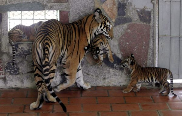 An Indochinese tiger carries a cub at the Hanoi Zoo An Indochinese tiger, Mi, carries a cub at the Hanoi Zoo June 22, 2011. Mi gave birth to four cubs in the morning of April 2, 2011, becoming the first tiger at the Hanoi zoo to be born and bred in captivity. Mi was born on the same day eight years earlier, on April 2, 2003, to Lam Nhi (which mean 'Child of Forest'), a tiger that was confiscated from wildlife traffickers in Vietnam's central province of Thua Thien Hue. (Xinhua/Reuters)