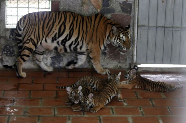 An Indochinese tiger plays with her cubs at the Hanoi Zoo An Indochinese tiger, Mi, plays with her cubs at the Hanoi Zoo June 22, 2011. Mi gave birth to four cubs in the morning of April 2, 2011, becoming the first tiger at the Hanoi zoo to be born and bred in captivity. Mi was born on the same day eight years earlier, on April 2, 2003, to Lam Nhi (which mean 'Child of Forest'), a tiger that was confiscated from wildlife traffickers in Vietnam's central province of Thua Thien Hue. Picture taken through a cage. (Xinhua/Reuters)