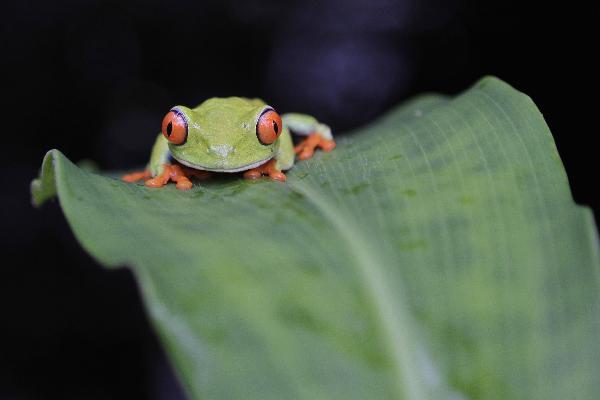 A red-eyed tree frog (Agalychnis callidryas) is seen at the Montibell wildlife reserve, about 21 km (18 miles) south of Managua, June 22, 2011.