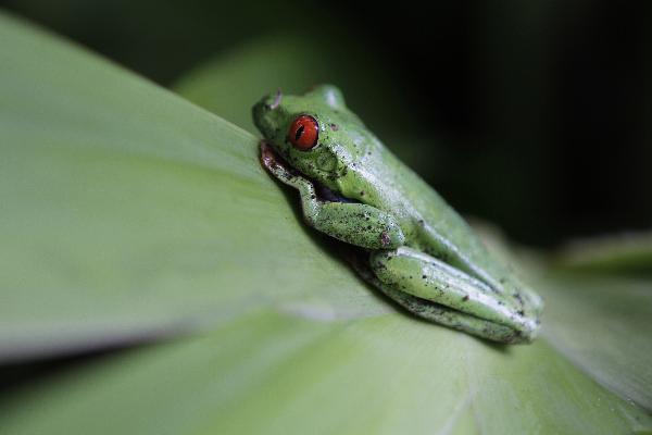 A red-eyed tree frog (Agalychnis callidryas) is seen at the Montibell wildlife reserve, about 21 km (18 miles) south of Managua, June 22, 2011.