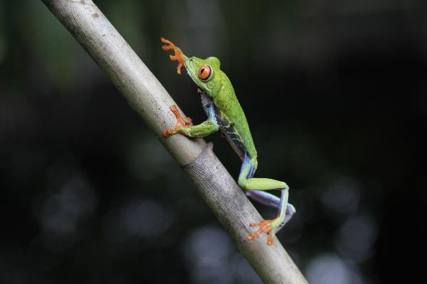 A red-eyed tree frog (Agalychnis callidryas) is seen at the Montibell wildlife reserve, about 21 km (18 miles) south of Managua, June 22, 2011. 