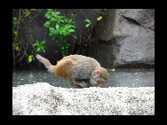 Located on the Nanwan peninsula, 14 kilometers south of Lingshui County, Monkey Island is a state-protected and only nature reserve for macaque monkeys in the world. Established in 1965, the island has become a popular tourist destination. More than 400 kinds of plants and fruits, 100 animals and numerous grottos make the island a perfect paradise for monkeys.[史前猛兽/bbs.fengniao]