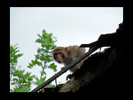 Located on the Nanwan peninsula, 14 kilometers south of Lingshui County, Monkey Island is a state-protected and only nature reserve for macaque monkeys in the world. Established in 1965, the island has become a popular tourist destination. More than 400 kinds of plants and fruits, 100 animals and numerous grottos make the island a perfect paradise for monkeys.[史前猛兽/bbs.fengniao]