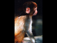 Located on the Nanwan peninsula, 14 kilometers south of Lingshui County, Monkey Island is a state-protected and only nature reserve for macaque monkeys in the world. Established in 1965, the island has become a popular tourist destination. More than 400 kinds of plants and fruits, 100 animals and numerous grottos make the island a perfect paradise for monkeys.[老愚/bbs.fengniao]