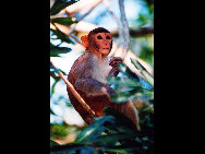 Located on the Nanwan peninsula, 14 kilometers south of Lingshui County, Monkey Island is a state-protected and only nature reserve for macaque monkeys in the world. Established in 1965, the island has become a popular tourist destination. More than 400 kinds of plants and fruits, 100 animals and numerous grottos make the island a perfect paradise for monkeys.[老愚/bbs.fengniao]