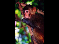 Located on the Nanwan peninsula, 14 kilometers south of Lingshui County, Monkey Island is a state-protected and only nature reserve for macaque monkeys in the world. Established in 1965, the island has become a popular tourist destination. More than 400 kinds of plants and fruits, 100 animals and numerous grottos make the island a perfect paradise for monkeys.[老愚/bbs.fengniao]